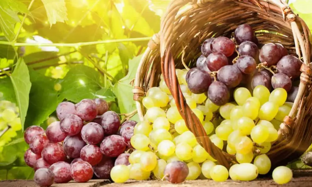 How to Store Grapes in the Fridge 