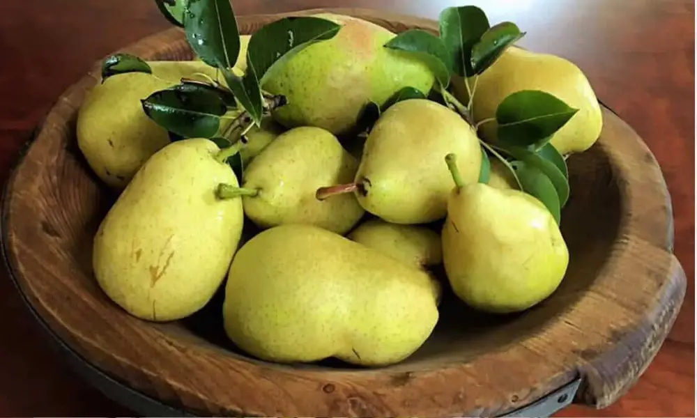 Pears