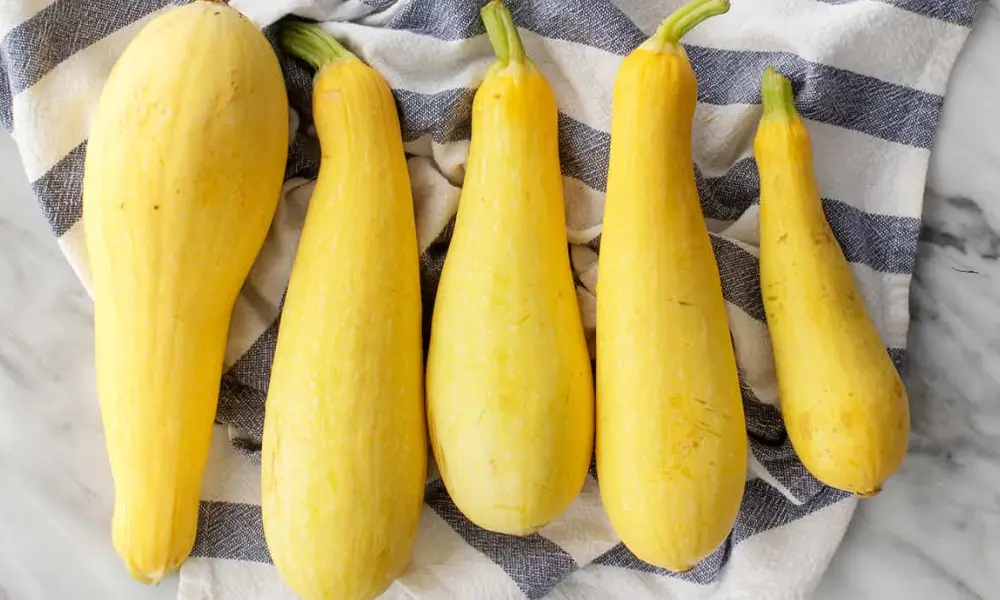 Yellow Squash