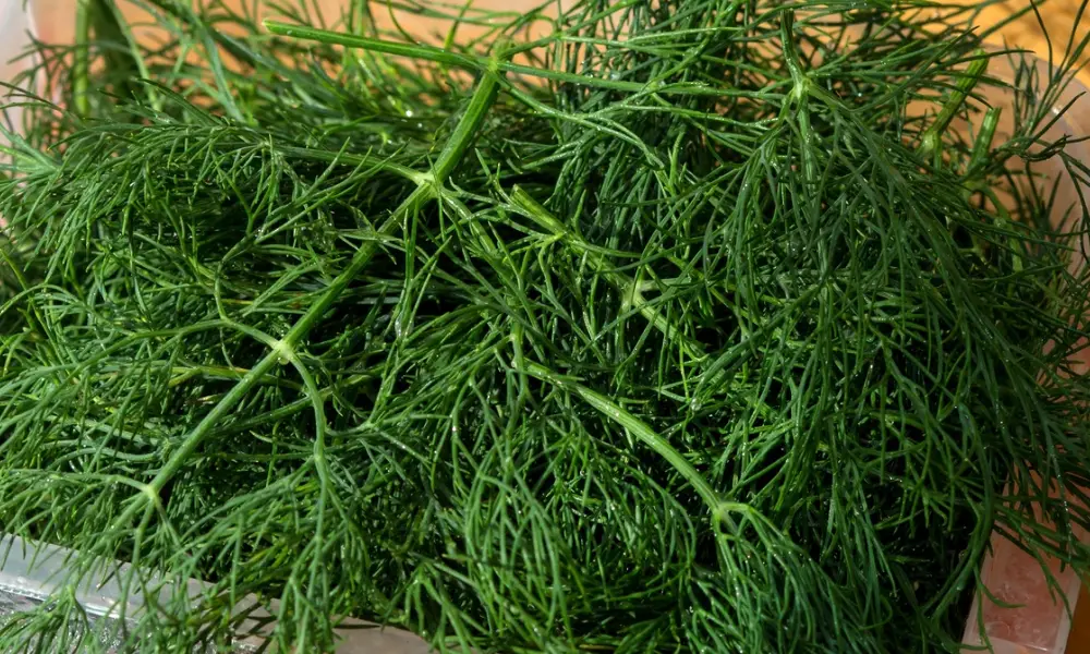 dill