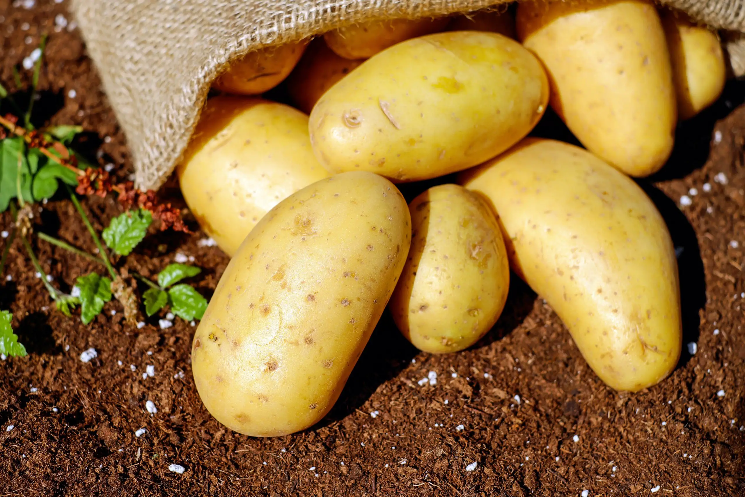 How Can You Freeze Potatoes