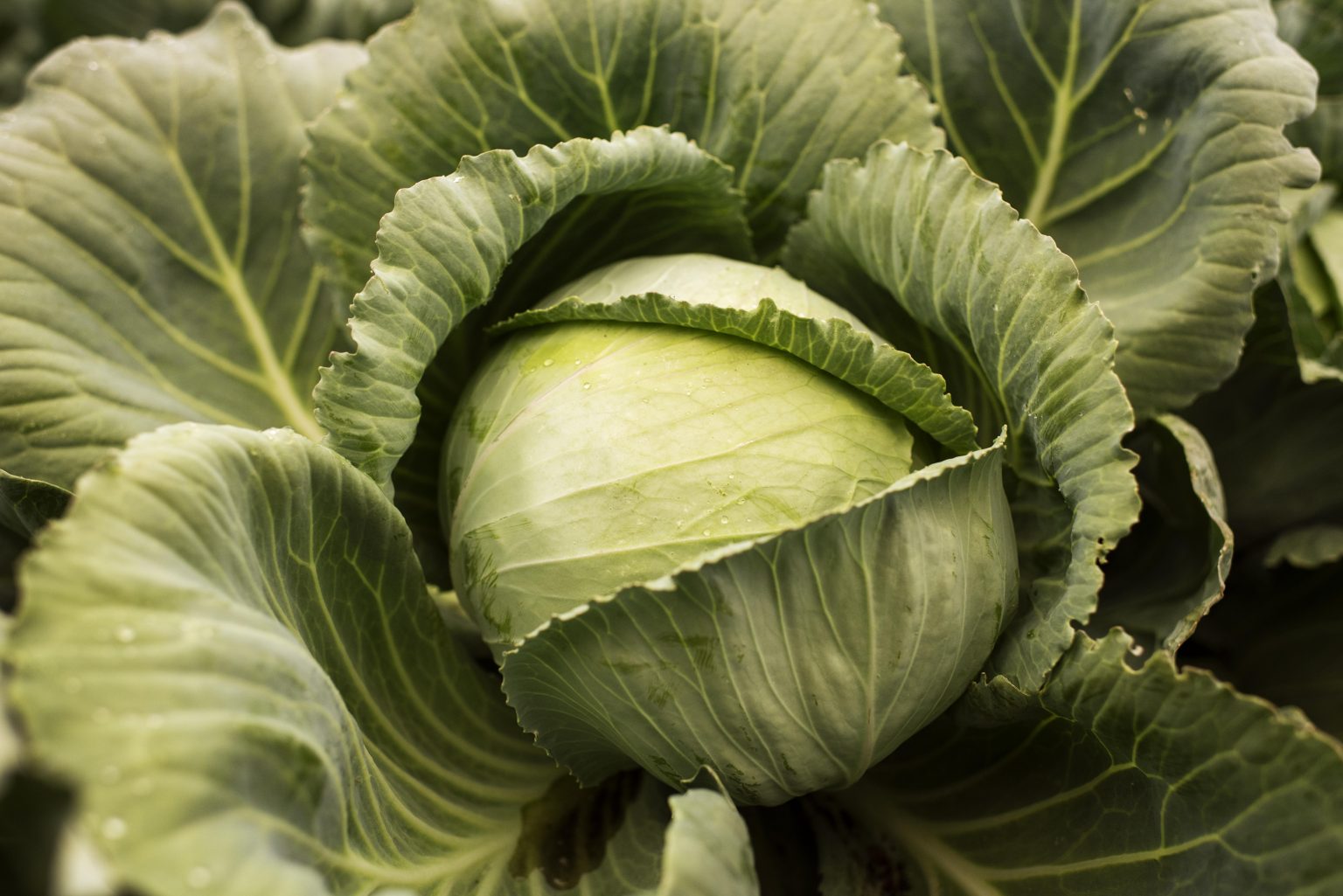 How to Store Cabbage in the Fridge