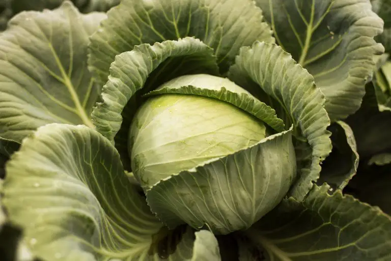 How to Store Cabbage in the Fridge (2)