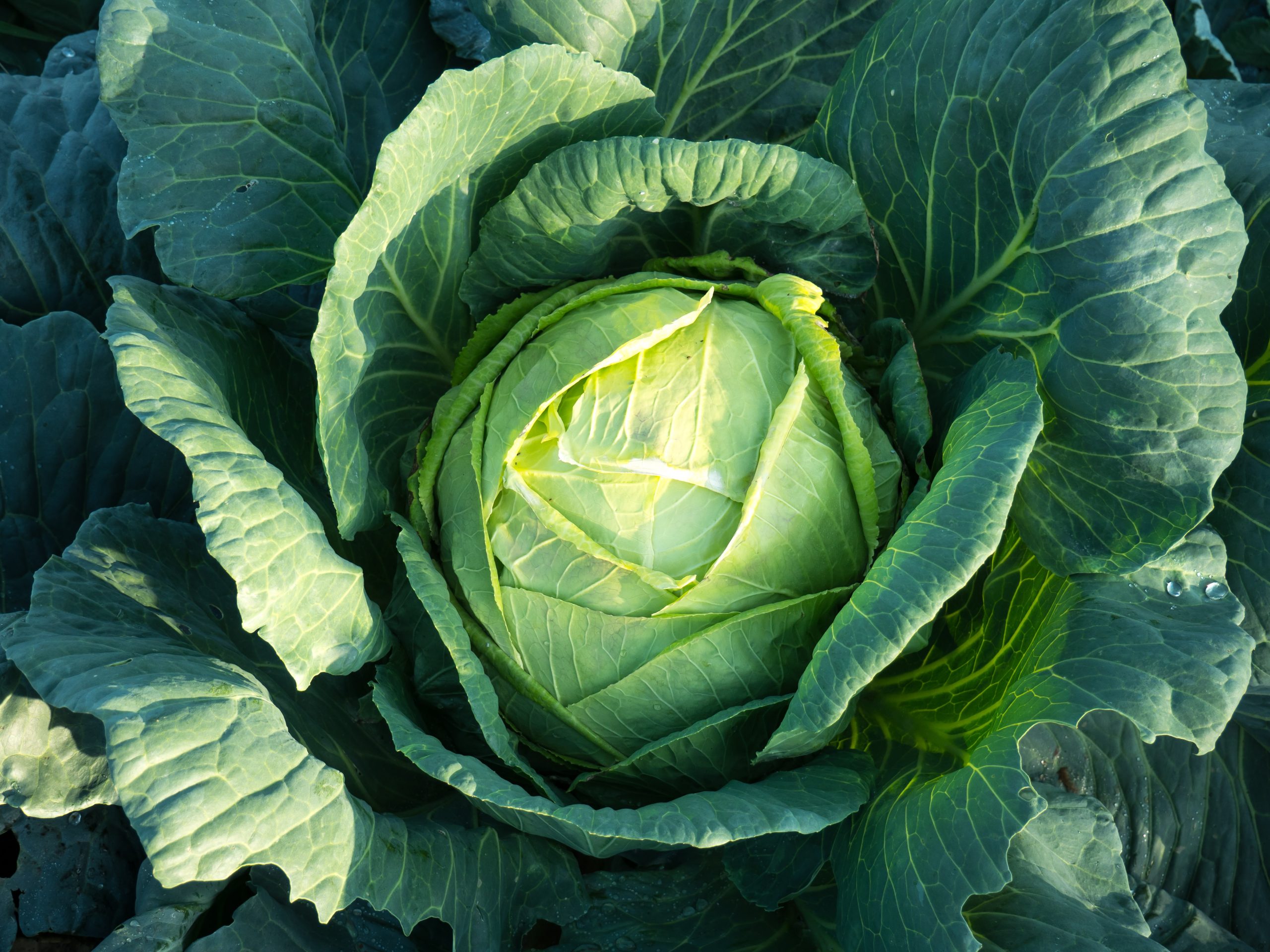 How to Store Cabbage in the Fridge