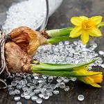 Daffodils Bulbs