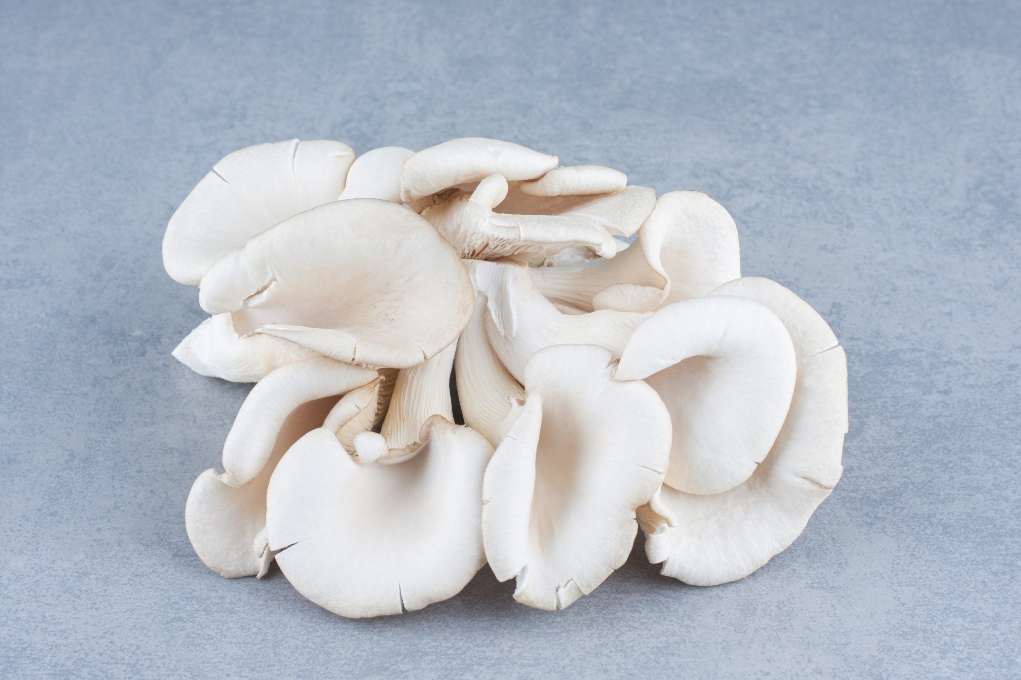 How to Store Oyster Mushrooms