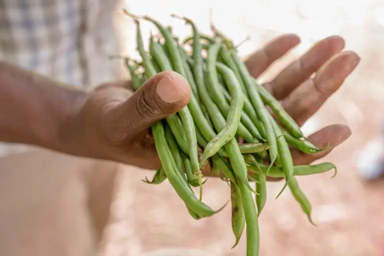 How To Freeze Green Beans Without Blanching