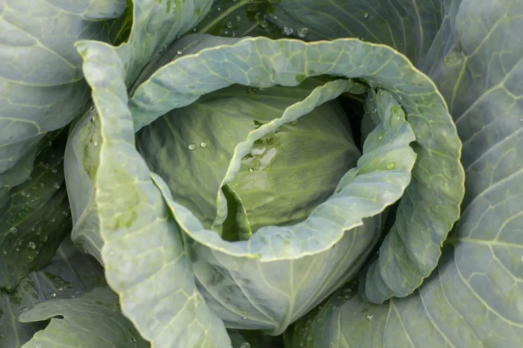 How to Store Collard Greens