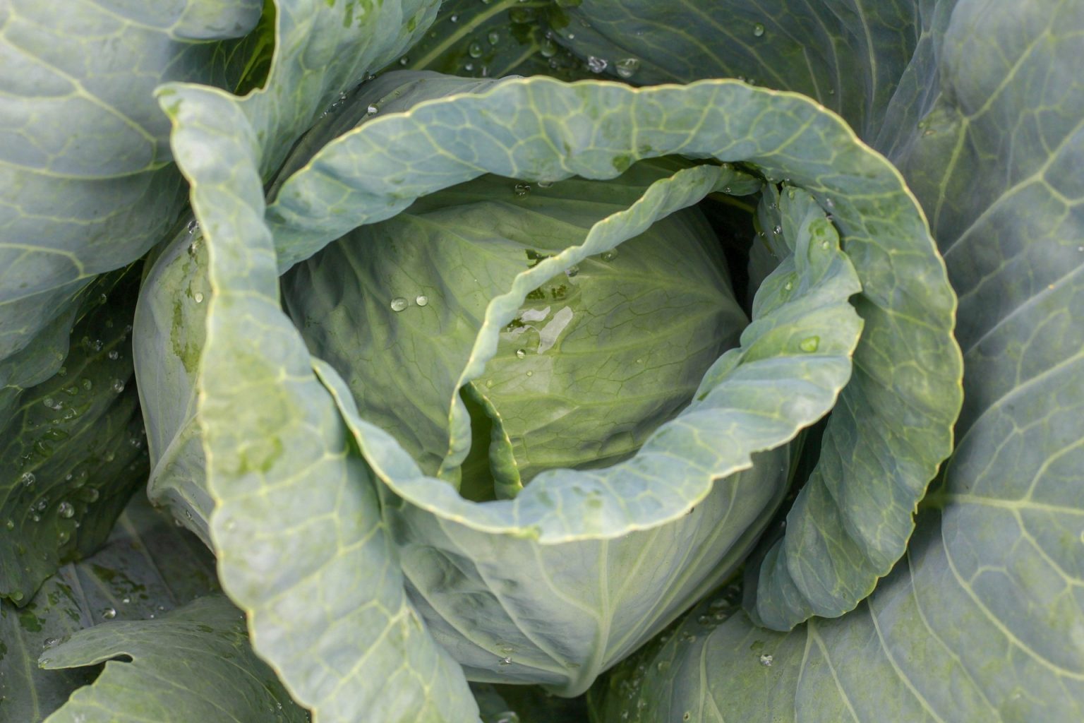 How to Store Collard Greens