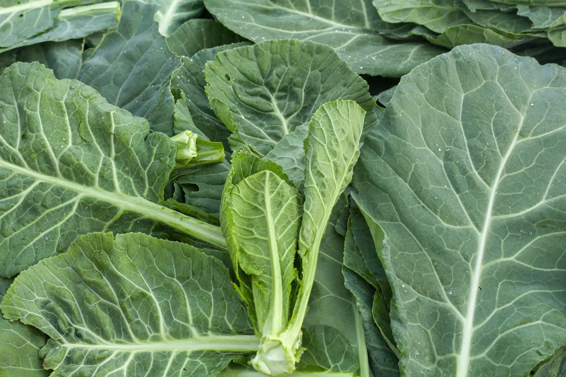 How to Store Collard Greens (2)