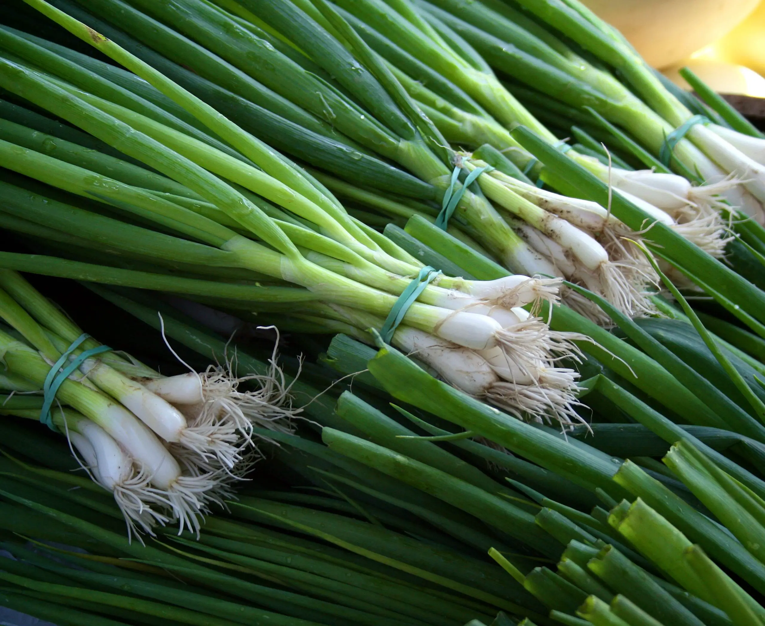 How to Store Green Onions in the Fridge (2)