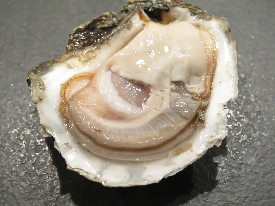 Oyster