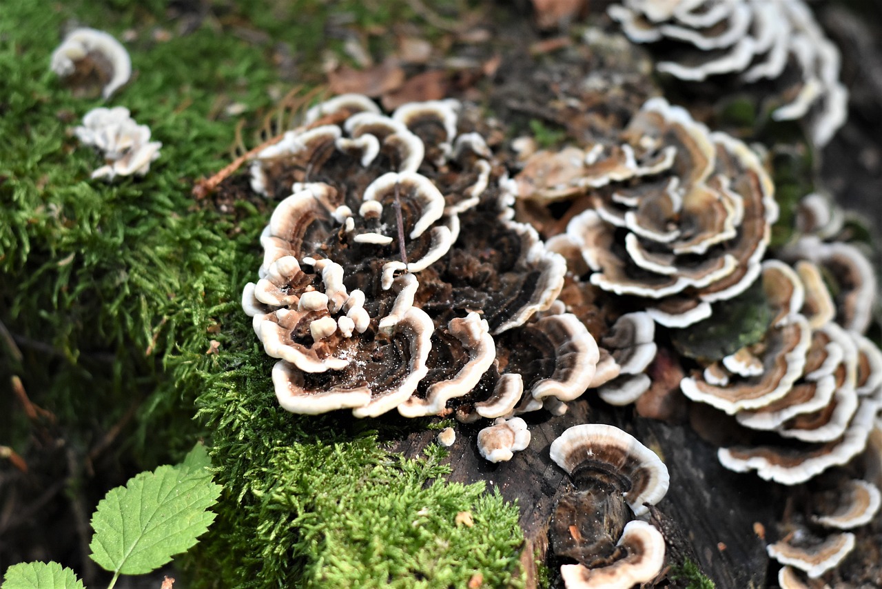 Hen of the Woods Mushrooms