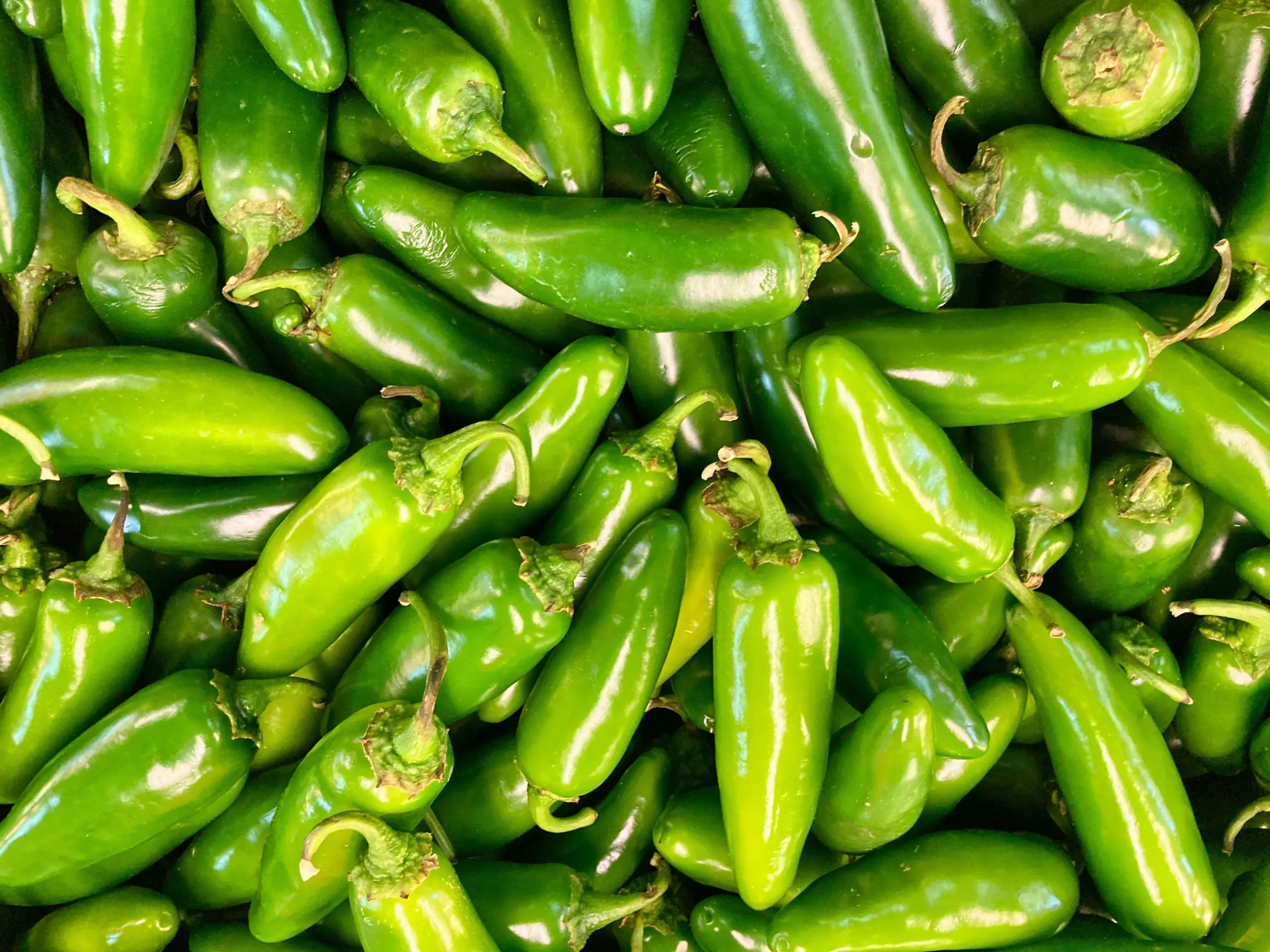 How to Freeze Jalapeno Peppers (2)
