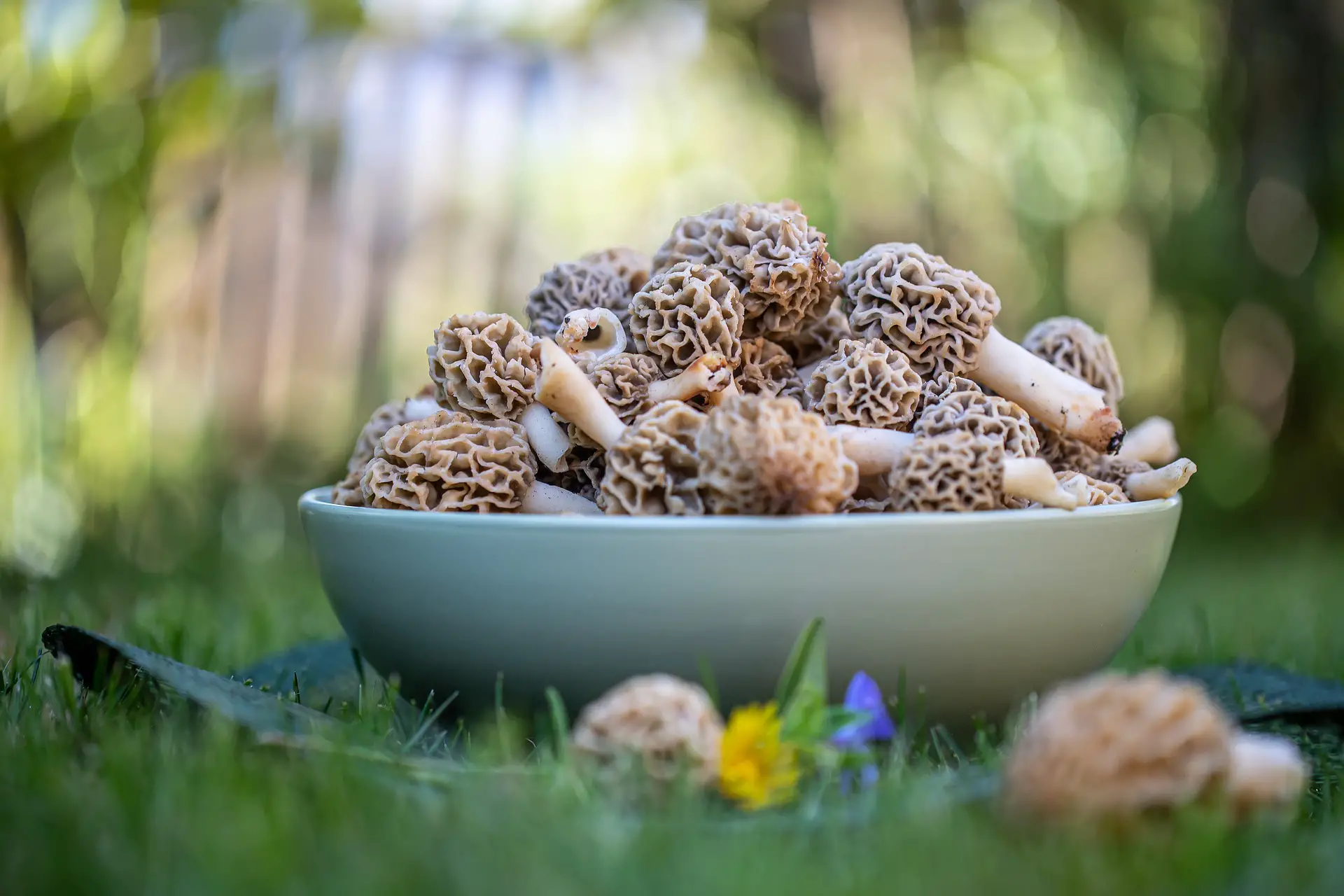 How to Freeze Morel Mushrooms (2)