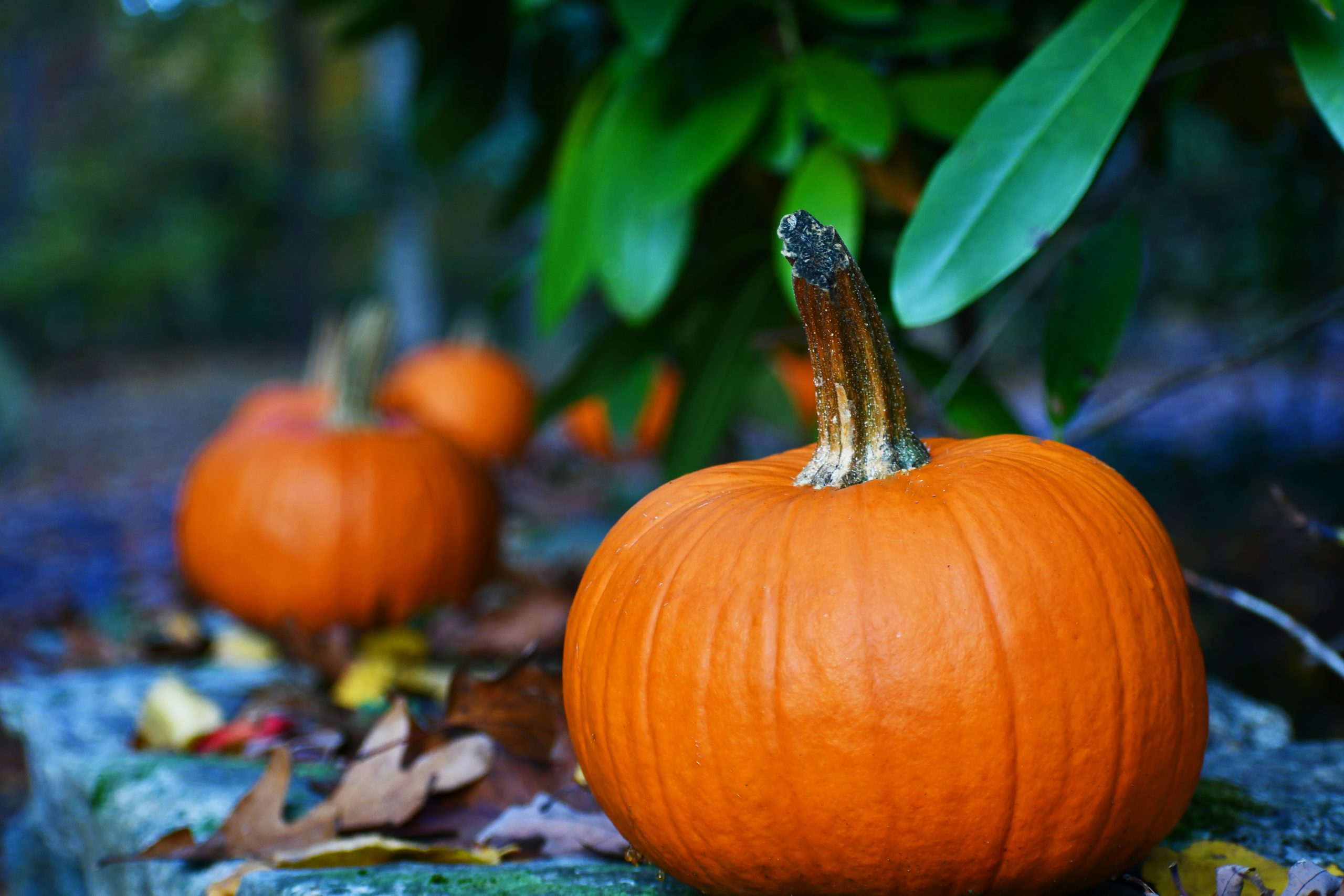 How to Freeze Pumpkin