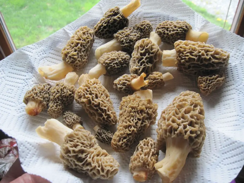How to Store Morel Mushrooms? Top Food Storage Reviews