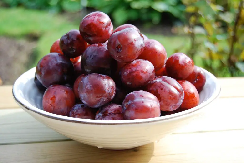 How to Store Plums? Top Food Storage Reviews